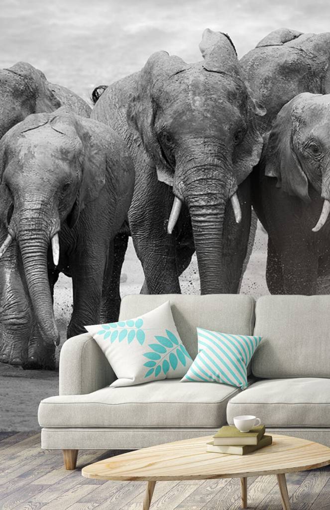 Kudde Olifanten huismerk kopen in de aanbieding Kudde Olifanten huismerk kopen in de aanbieding