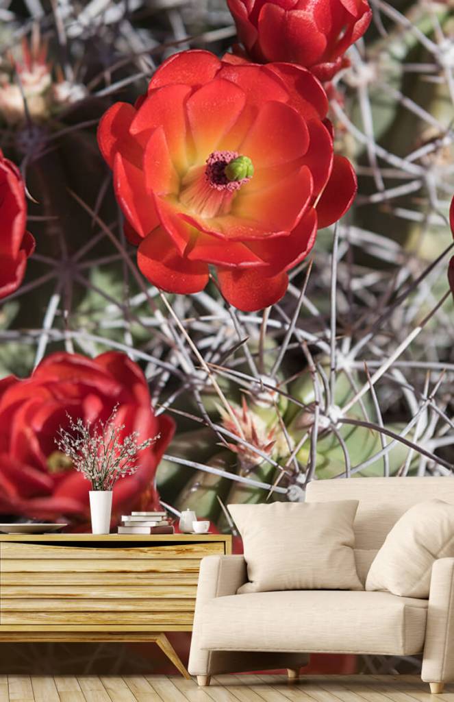 Rode Cactus Bloemen huismerk kopen in de aanbieding