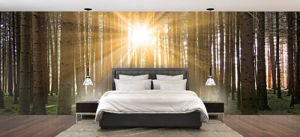 Dennenbos Met Zonnestralen huismerk kopen in de aanbieding Dennenbos Met Zonnestralen huismerk kopen in de aanbieding