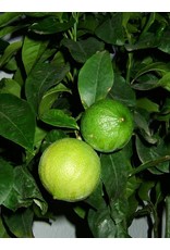 Sjankara Bergamot BIO olie 11 ml