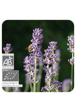 Sjankara Lavendel spijk BIO olie 11 ml