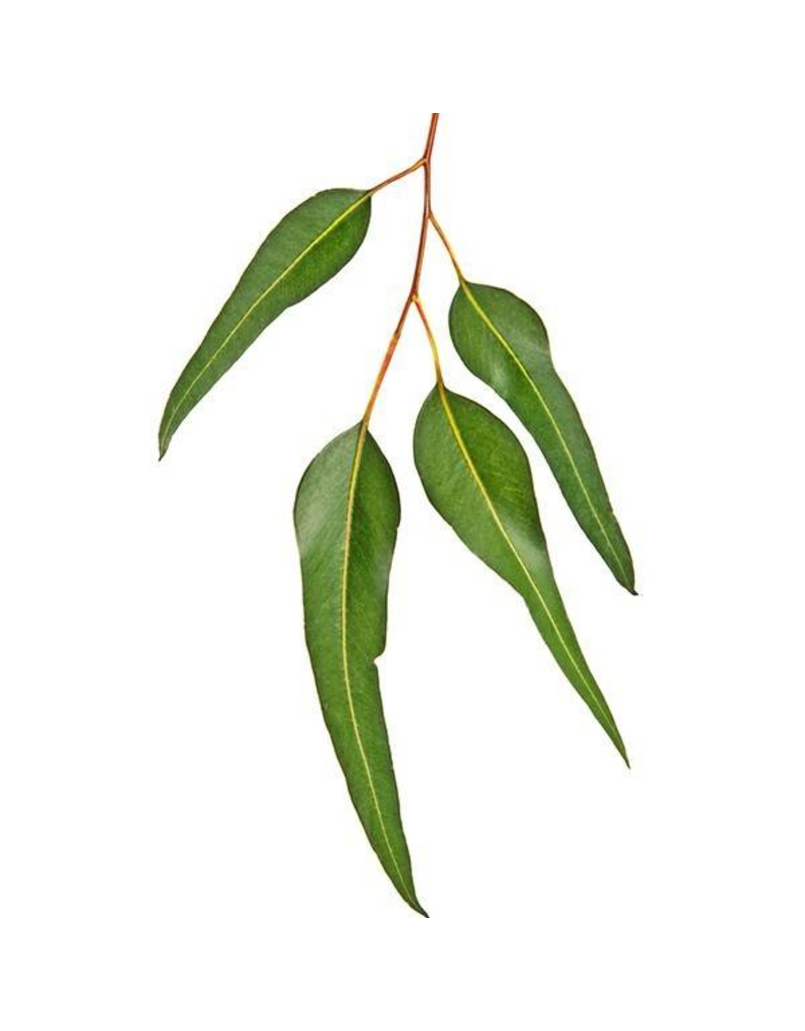 De Groene Linde Eucalyptus citrodora etherische olie 10 ml