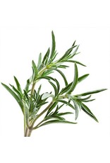 De Groene Linde Rozemarijn etherische olie 10 ml De Groene Linde Rozemarijn etherische olie 10 ml