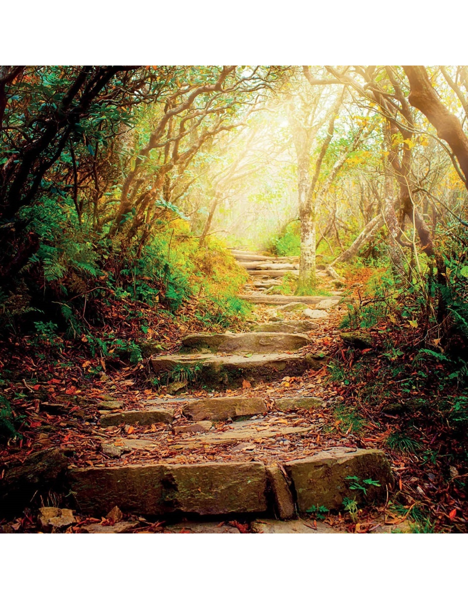 Zintenz Wenskaart the road ahead