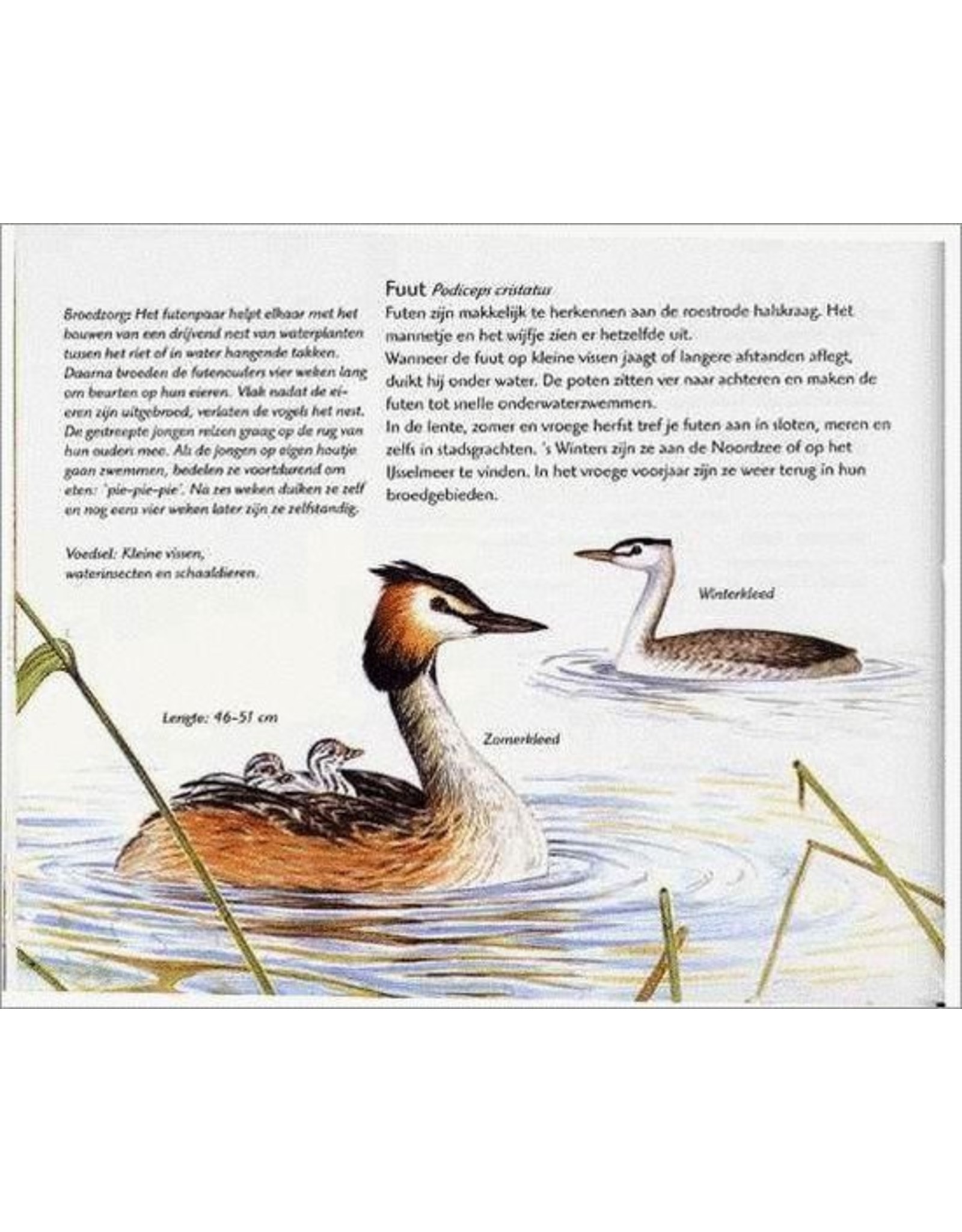 Kijken naar vogels boek