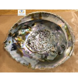 Abalone schelp groot