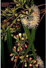 Sjankara Eucalyptus citroen BIO 11 ml