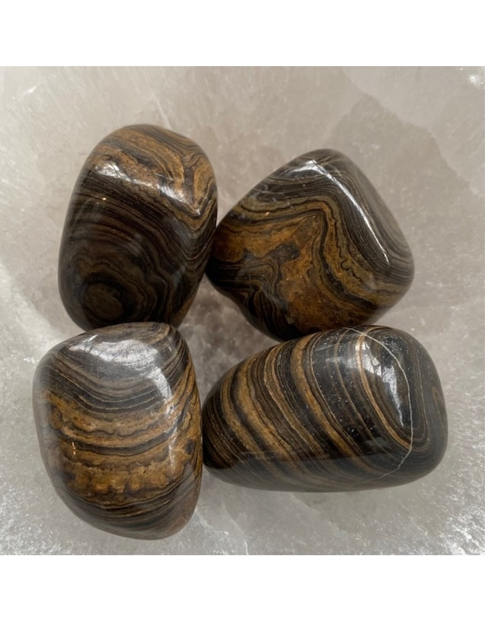 Stromatoliet edelsteen-fossiel