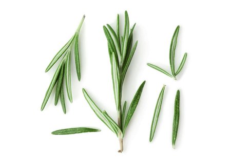 Rosemary