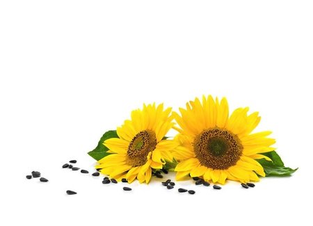 Sunflower seed oil