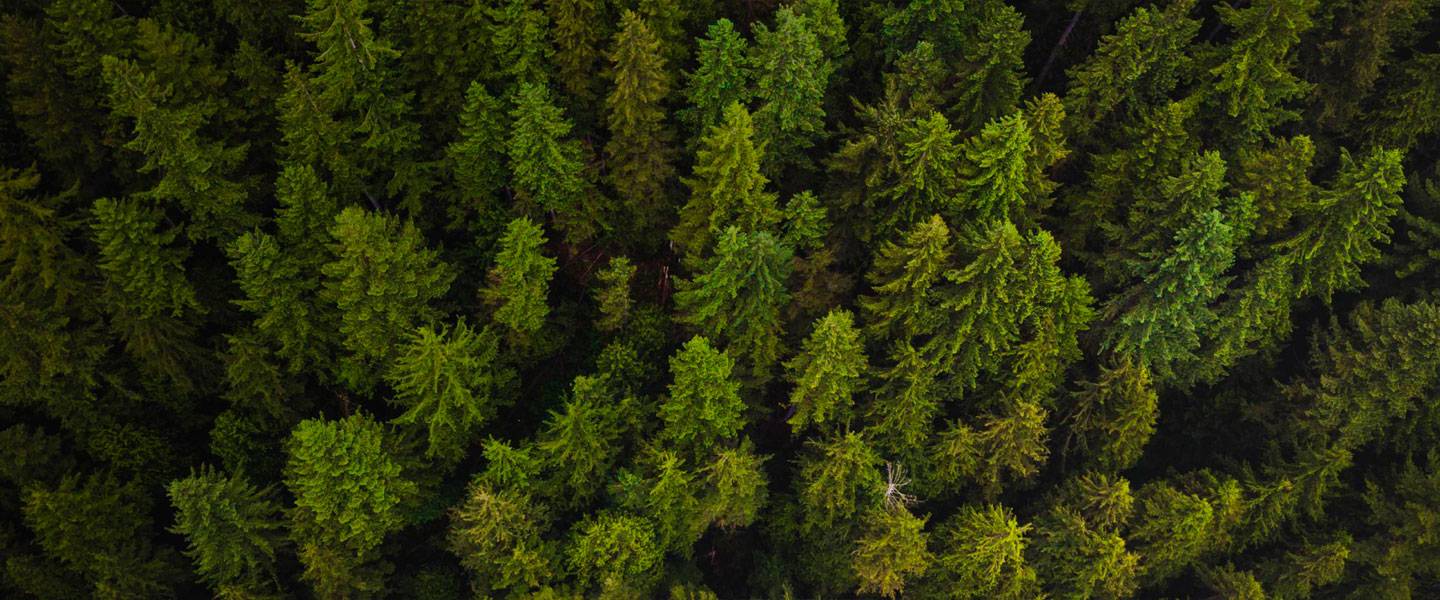 Plus de 500.000 arbres ont déjà été plantés