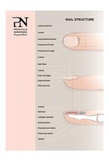 Pronails Poster Nail Structure 100 X 70 cm