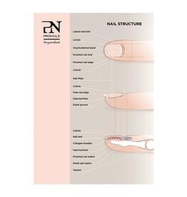 Pronails Poster Nail Structure