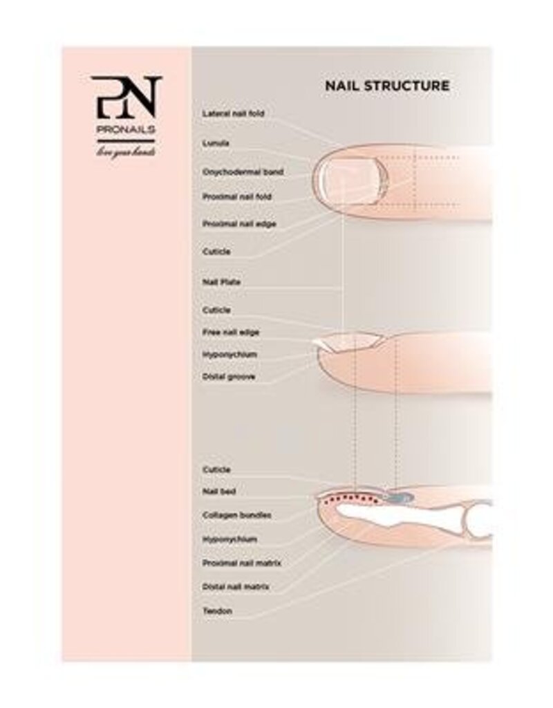 Pronails Poster Nail Structure 100 X 70 cm