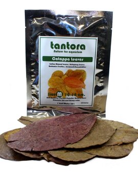 Tantora Tantora medium catappa leaves