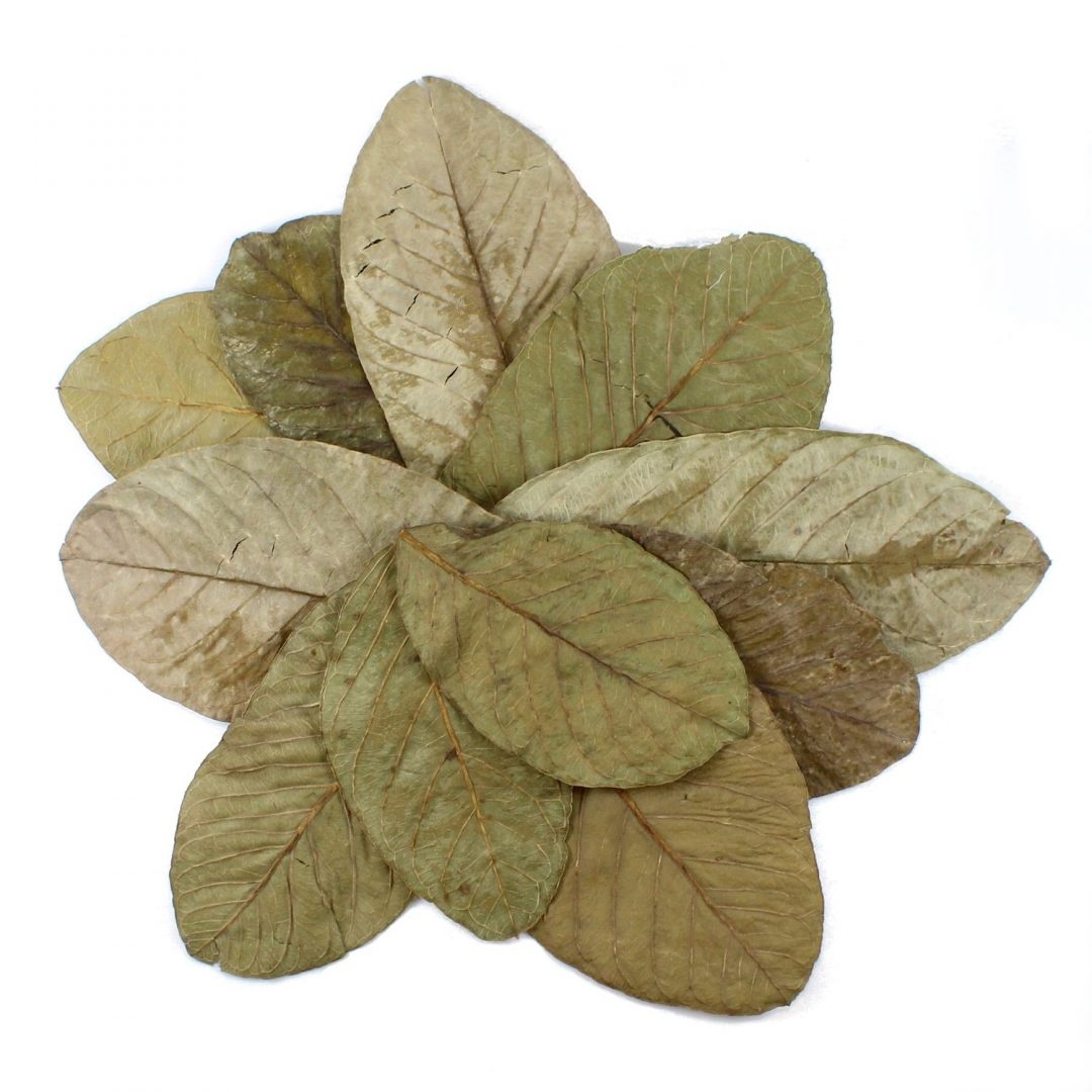 Tantora Tantora guava leaves