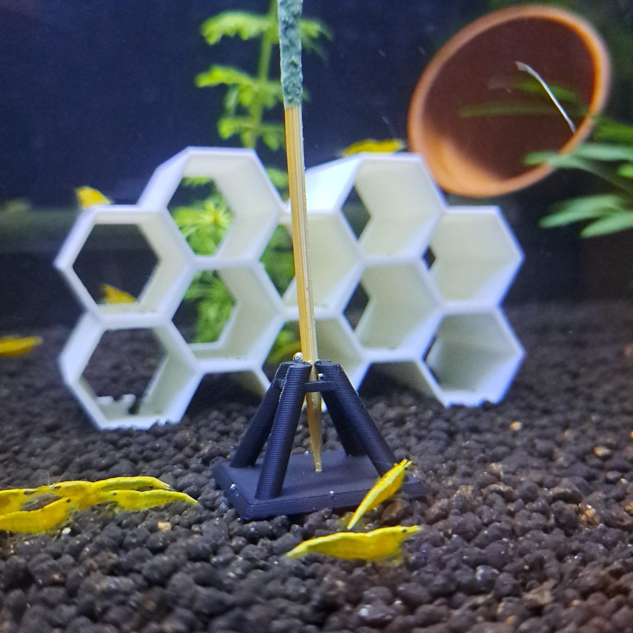 Shrimp Supplies Shrimp lolly holder