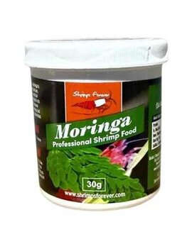 Shrimps Forever Shrimps forever moringa
