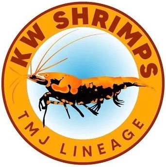KW Shrimps