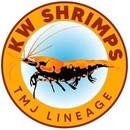 KW Shrimps