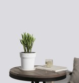 Xiaomi Xiaomi Mi Smart Flower RoPot