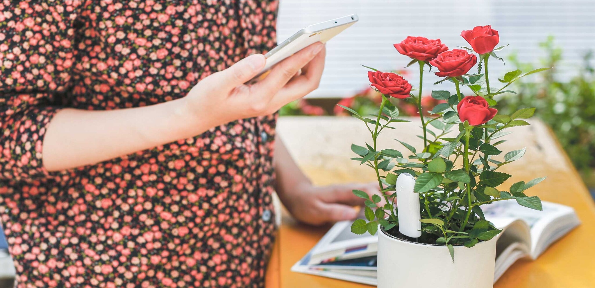 Mit dem Xiaomi Mi Flower Care Pflanzensensor können Sie Ihren grünen Fingern einen Schub geben