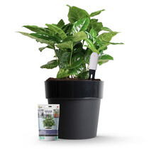 Xiaomi Plant Sensor Starter Kit