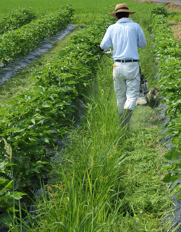 Koryo cotton field