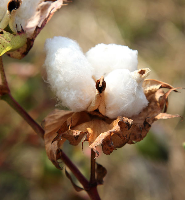 cotton flower