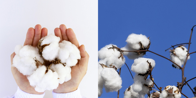 cotton flowers