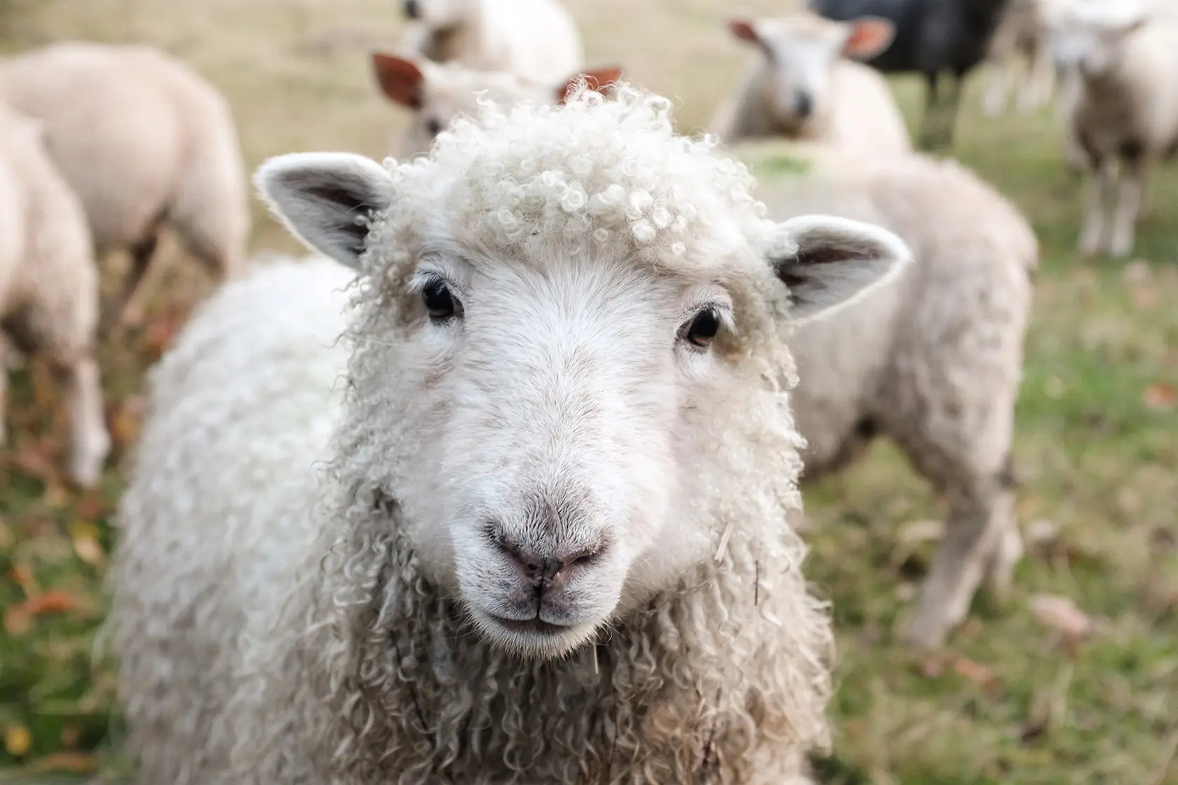 La mejor lana del mundo: la lana merino