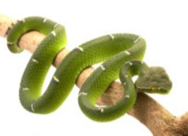 Cosmetica met Snake Venom 