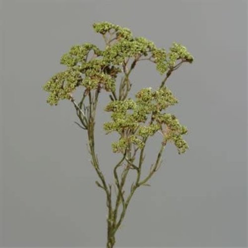 Brynxz Collections Brynxz anethum-spray green Brynxz Collections Brynxz anethum-spray green