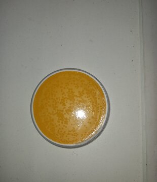 Supracolor 15ml 509