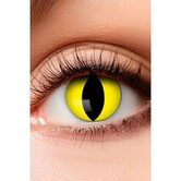 lenses 3 month cat yellow