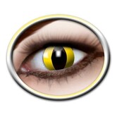 Lentilles jaune chat, 3 mois