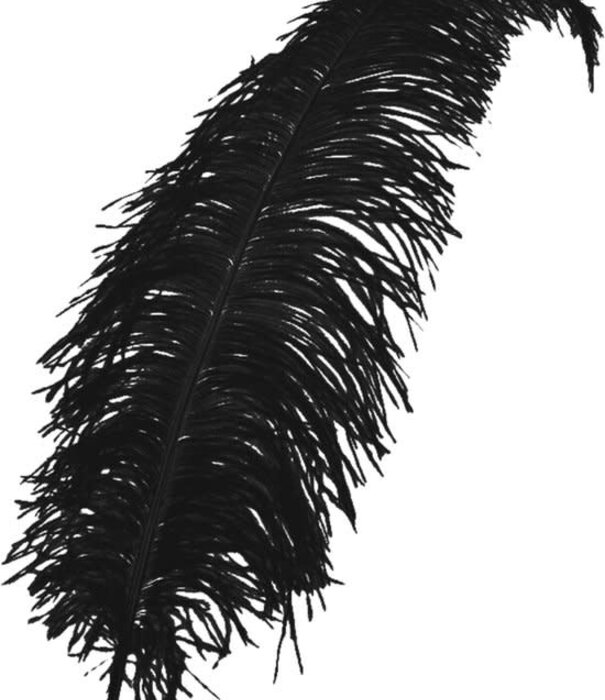 Spadonis feather 50cm