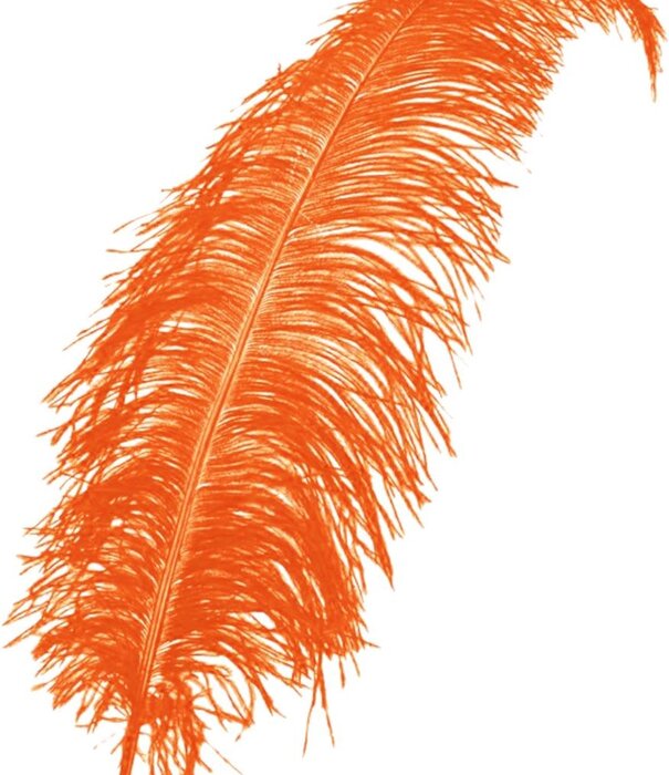 Plume de Spadonis 50 cm