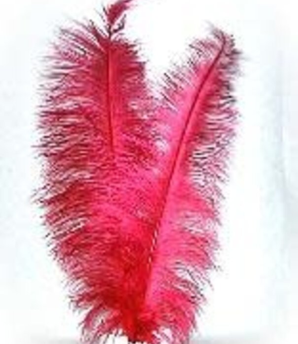 Plume de Spadonis 50 cm