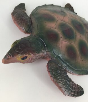 turtle