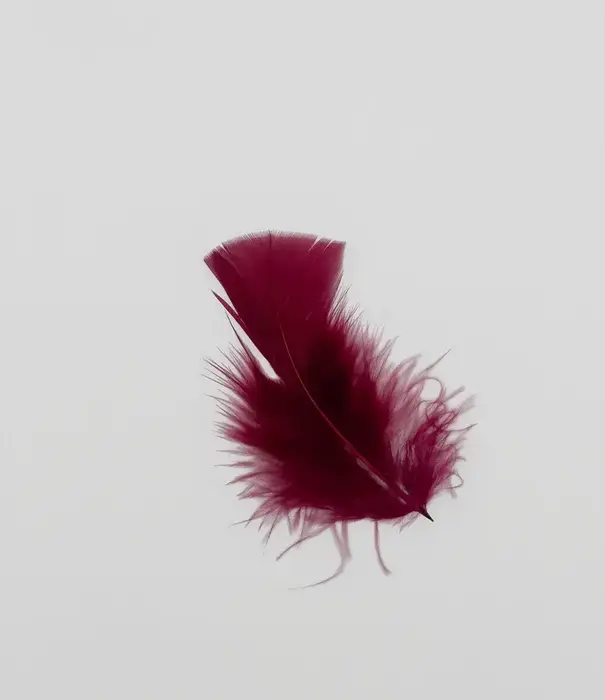 Sachet de 100 g de plumes de dinde