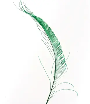 Pauwenranden 30-35cm  (4 per zakje)