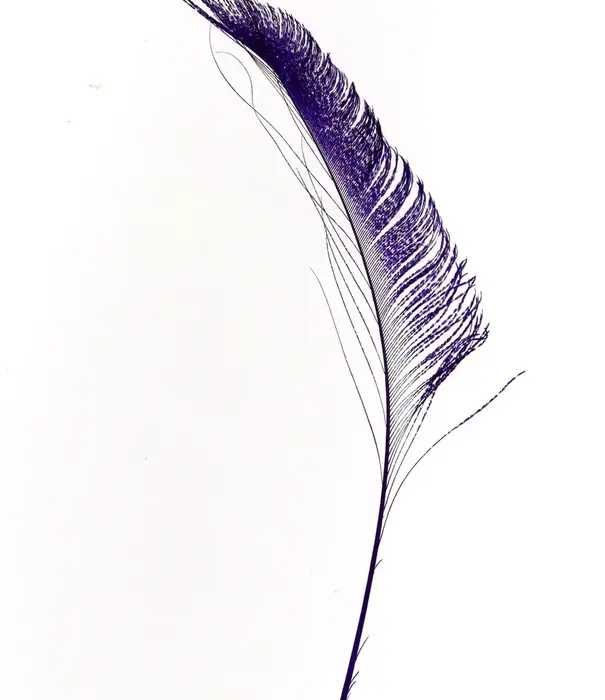 Pauwenranden 30-35cm  (4 per zakje)