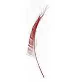 Bordures paon 30-35cm (4 par sachet)