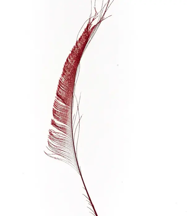 Peacock borders 30-35cm (4 per bag)