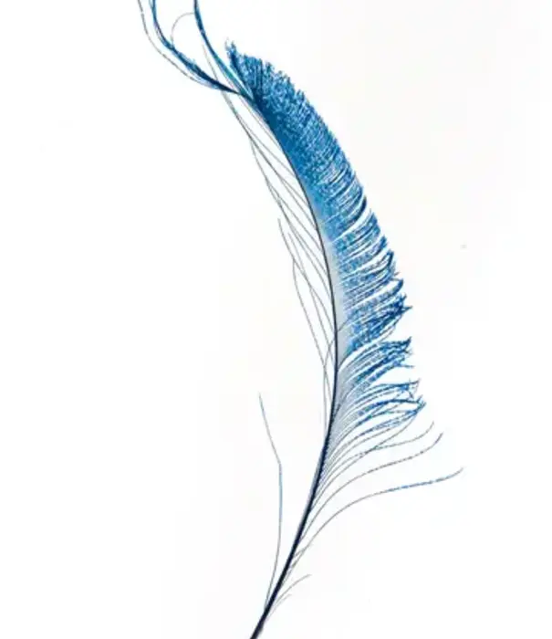 Peacock borders 30-35cm (4 per bag)