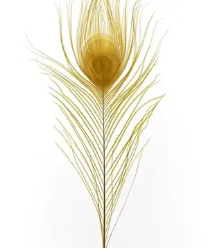 Peacock feather 25-30cm (4 per bag)