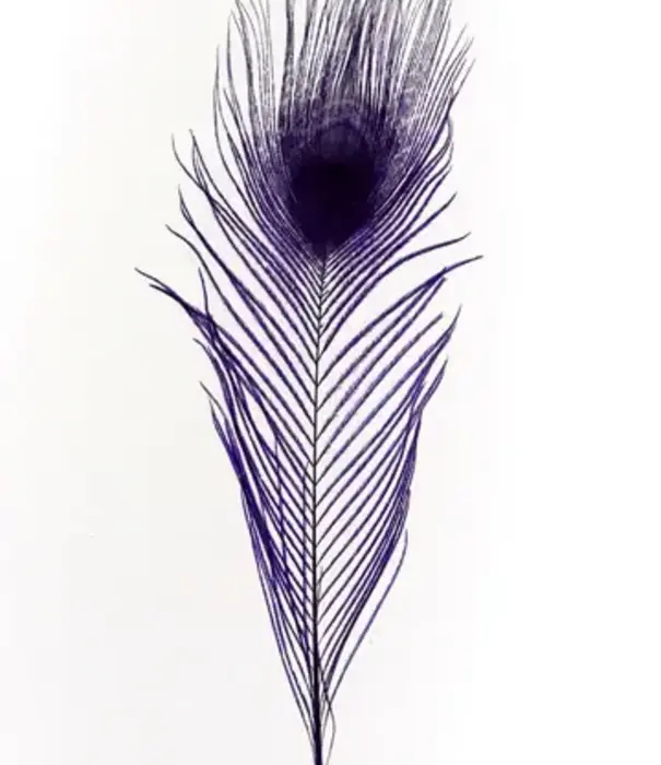 Peacock feather 25-30cm (4 per bag)