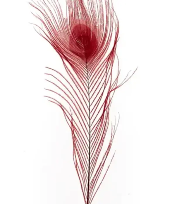 Peacock feather 25-30cm (4 per bag)