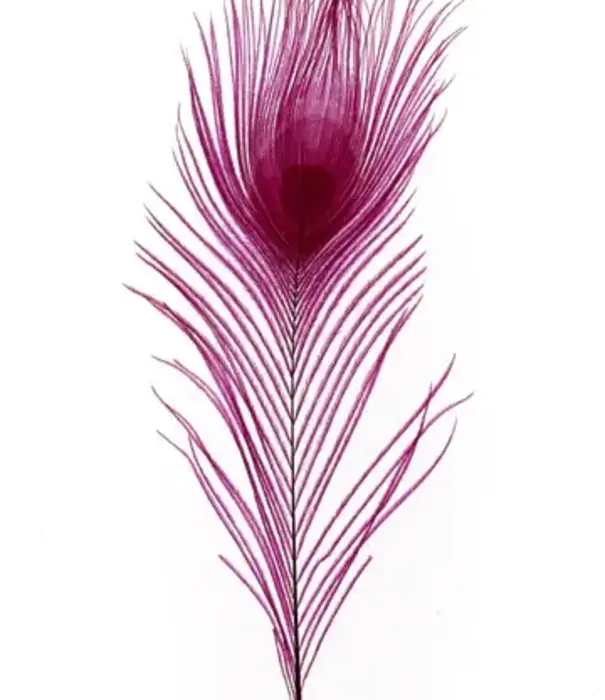 Peacock feather 25-30cm (4 per bag)